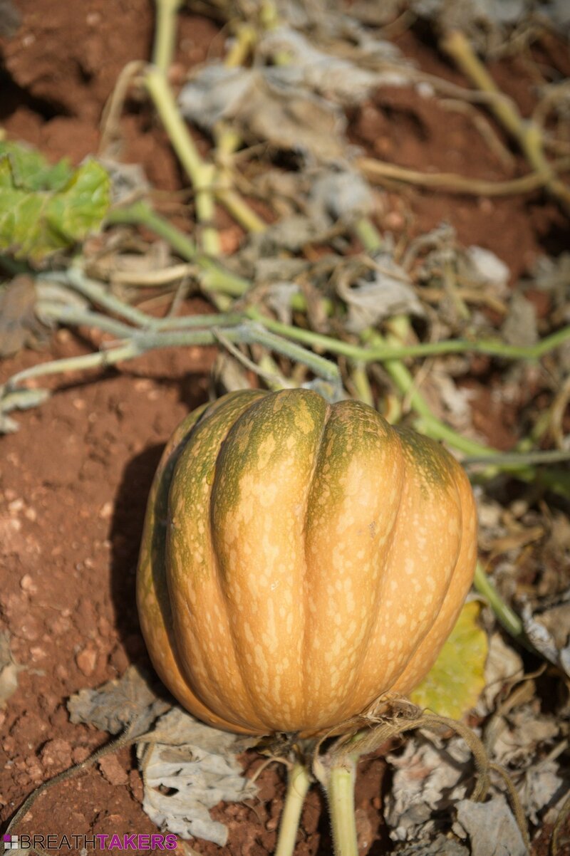 Аня, 21 год, 1 размер груди